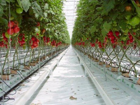 Выращиваем клубнику по голландской технологии круглый год: самые актуальные способы